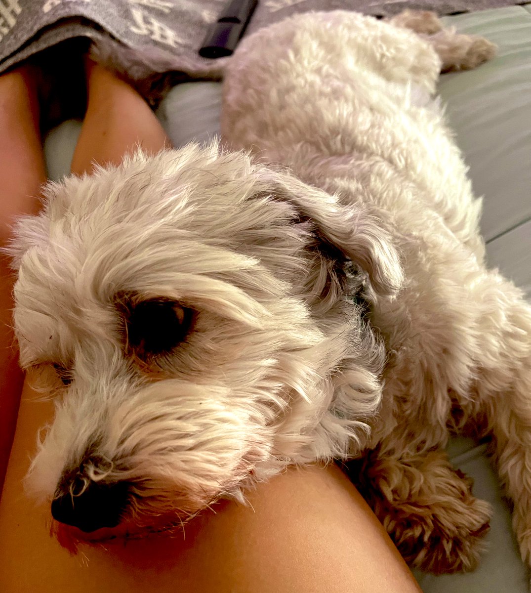 Ines Rodriguez tweet media