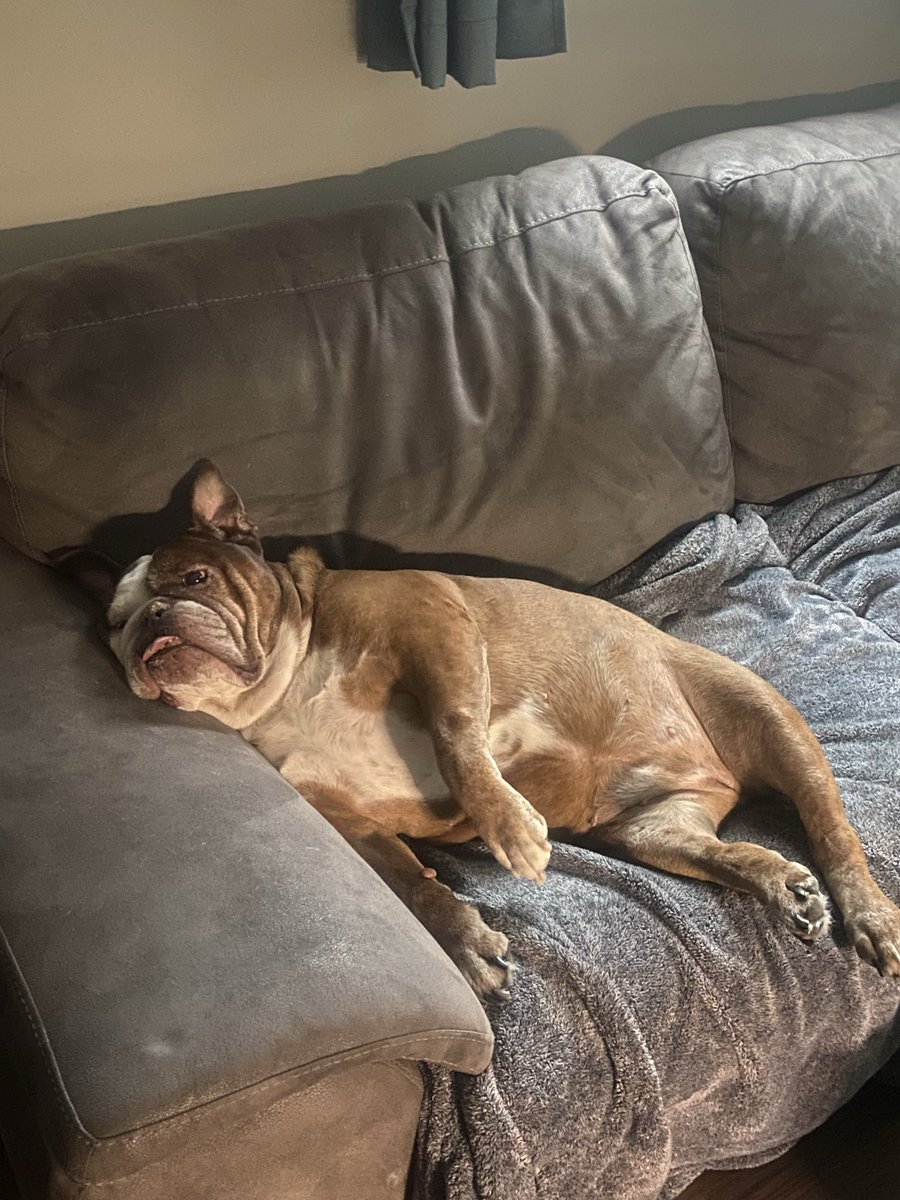 _shelbyhaigh10_'s tweet image. Barry did a pet ranking again on stream and my dog Rachel made it in and she got a b hell yeah but the things Barry said about her was so funny but yea @wangs2L this was the pic I sent btw #barry #wangs #jnj