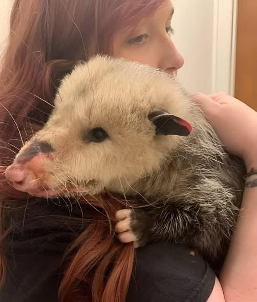 Meet Popcorn, a tiny opossum rescued just two nights ago. He was cold, weak, and barely hanging on. But even in his fragile state, he showed the gentle nature that makes these creatures so special.
Many people think opossums are mean or dangerous, but the truth is the complete
