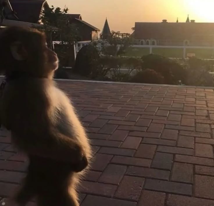 miyarah_'s tweet image. yo a las seis de la mañana viendo el amanecer después no haber dormido una mierda