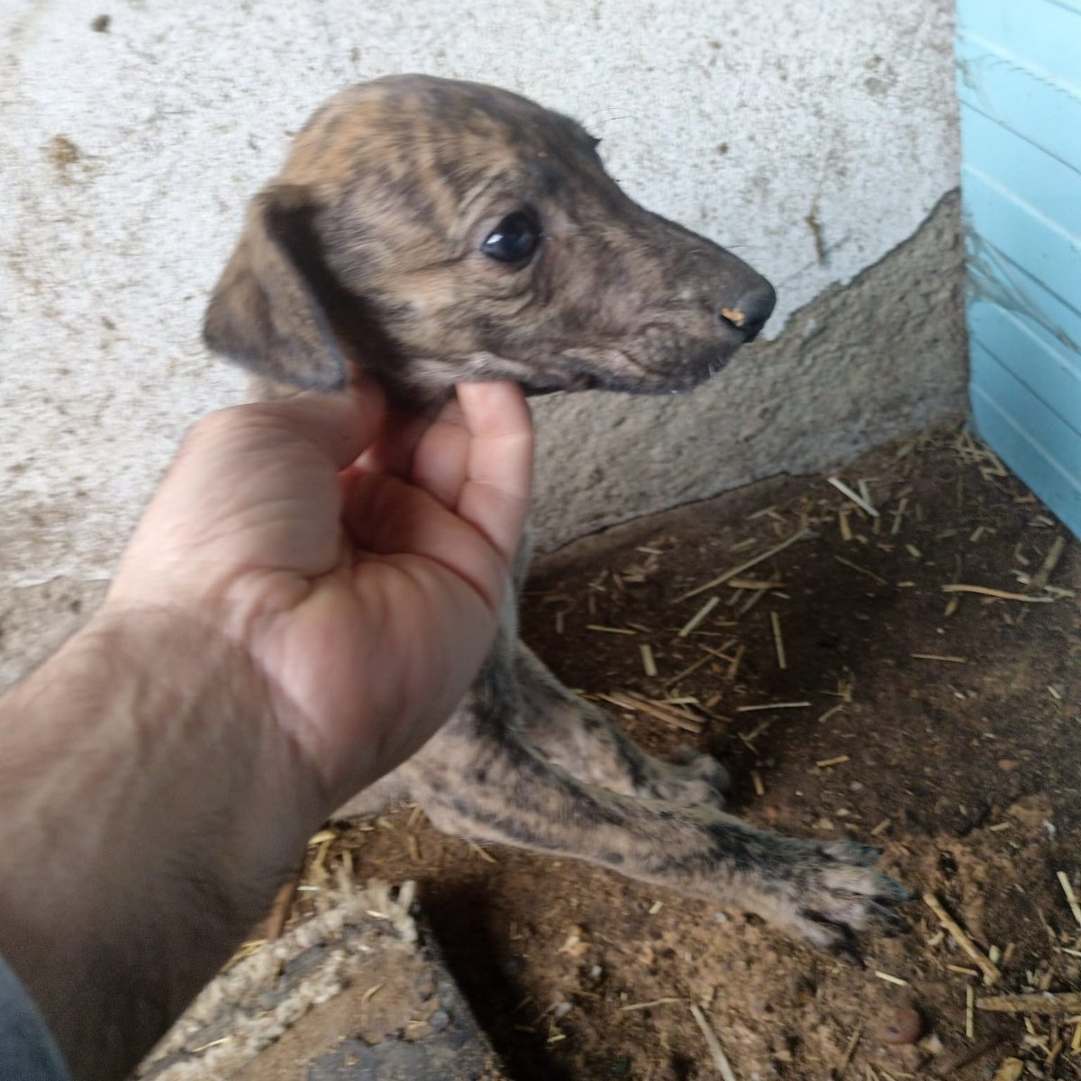 #madrid 
TAO LUCERO cachorro #galgo de 1,5 meses
DESCARTE DE CAZADOR
NECESITA #casadeacogida o #adopcion
Sociable con niños🐶🐱
Se entrega chipado,vacunado,desparasitado y CON compromiso de castracion
CONTACTO 📩 facenuevavida@gmail.com 
#cachorros #adopta #adoptame #ayuda