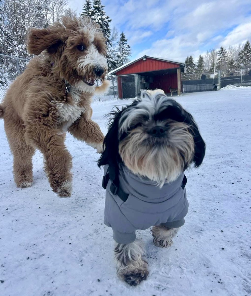 savygril010's tweet photo. @PhilSledge Max and his best friend Bowie. Max is the shih tzu. https://t.co/MieFDHHAPX