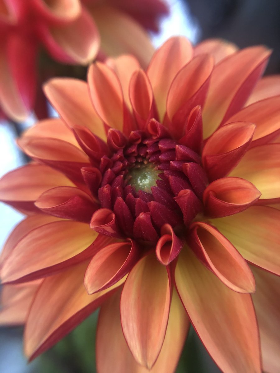 apirie2104's tweet image. Share a picture of something red