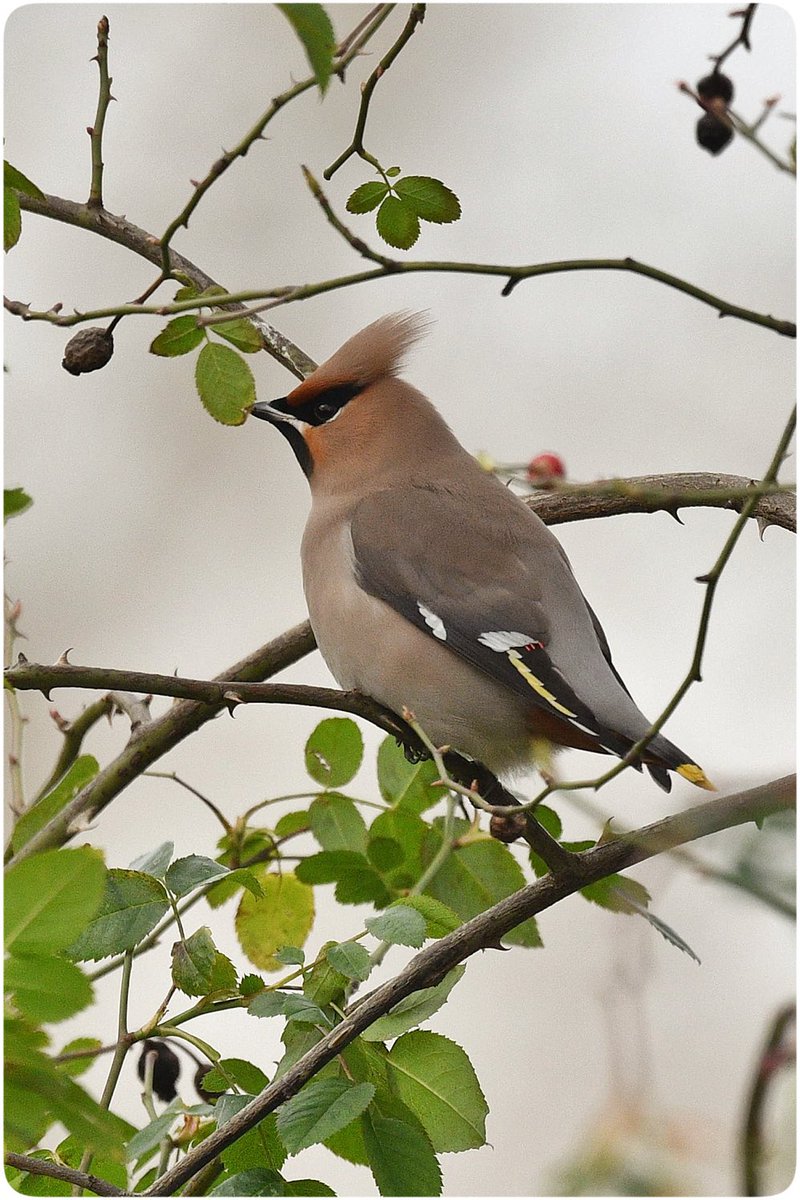 Omer🪶📷 tweet media