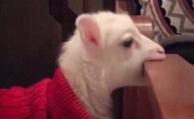 𝘊𝘢𝘳𝘭 𝘏𝘰𝘸𝘭𝘦𝘵𝘵 Δ (@desintonizado) on Twitter photo 