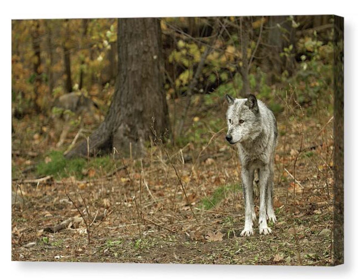 shonna99784's tweet photo. Haliburton, Ontario - Grey Wolf in Fall Forest - Canvas Print https://t.co/ABDbQtziqy

#Haliburton #Ontario #GreyWolf #FallForest #CanvasPrint #FineArtPrints #WallArt #HomeDecor #ShonnaHawkinsPhotography #BuyIntoArt https://t.co/nTwp7r8kis
