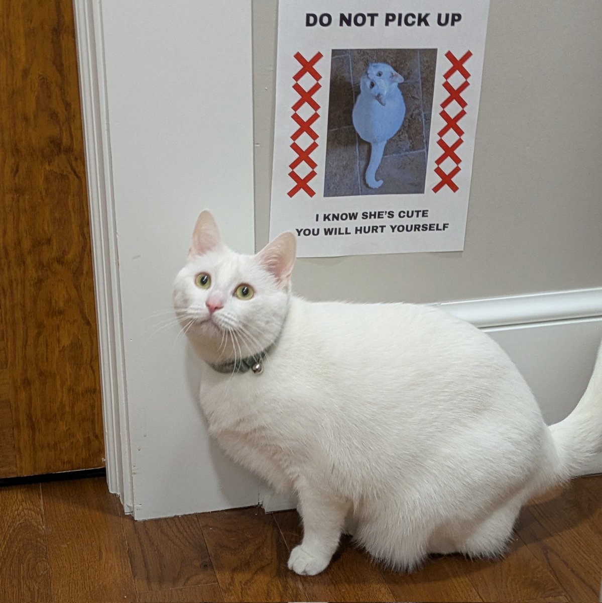 bio_bio's tweet image. my wife made signs for me bc I kept forgetting im not allowed to lift anything over 10lbs since my surgery