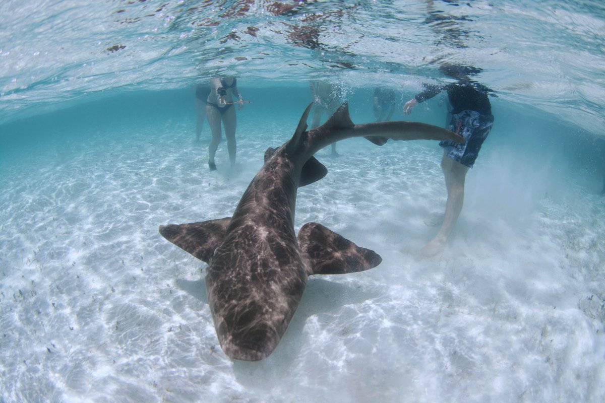 Saving the Blue tweet media