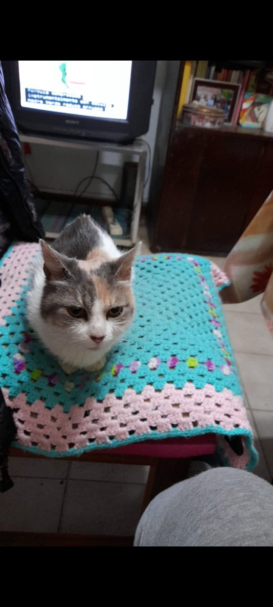 Hace muchos años di en adopción está gatita que vivía en la calle.

Un día alguien me contactó y la quiso. Para siempre! 
Nunca dejamos de hablar (todos los días). 

Hoy no me contestó al teléfono con su habitual saludo diario. 
Se fueron JUNTAS! 😔😭
Hasta siempre Cris y Chiru!