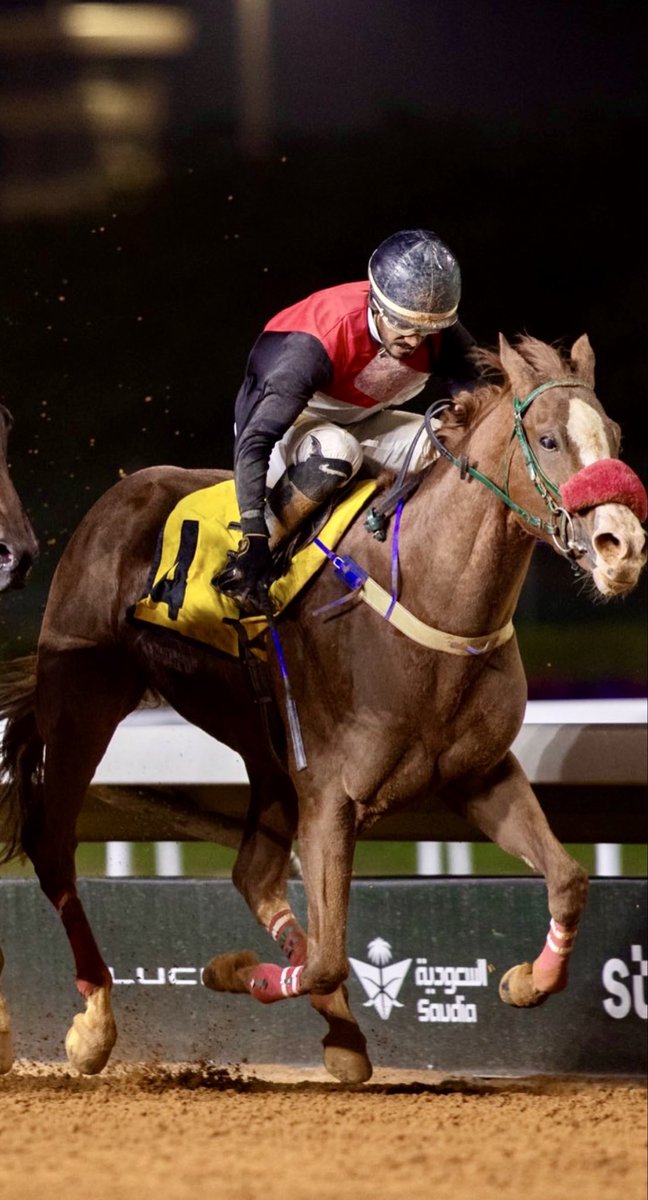 Alshareef Stable tweet media