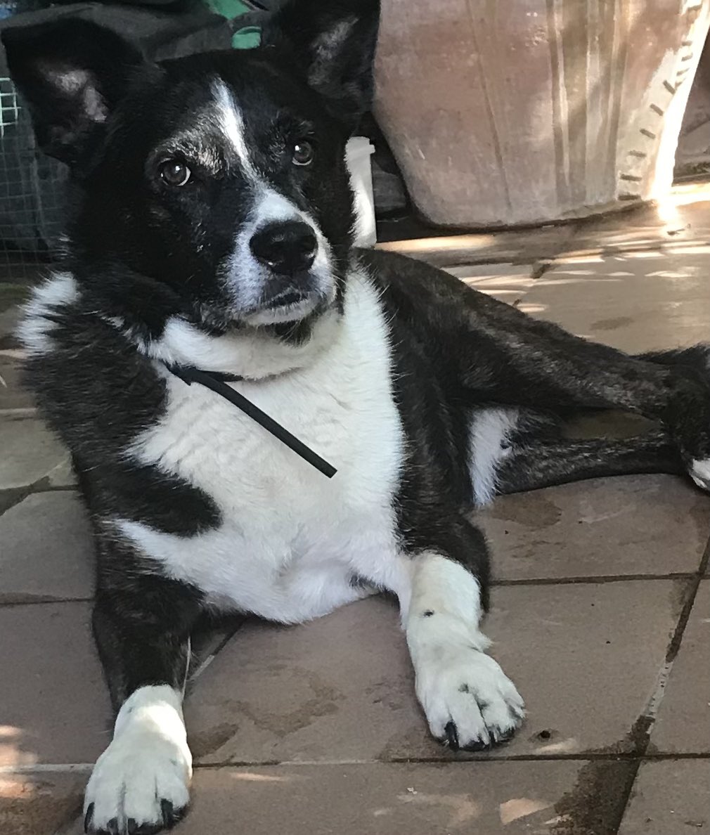 Hace 20 años murió mi marido,mi hijo se fue a trabajar a Madrid,Charly y yo nos quedamos solos. Al principio todos te llaman pero pasa el tiempo y se olvidan.Os aseguro que mi perro fue mi tabla de salvación,mi compañero leal.Algunos no lo entenderéis pero da igual.Besos a Boro.