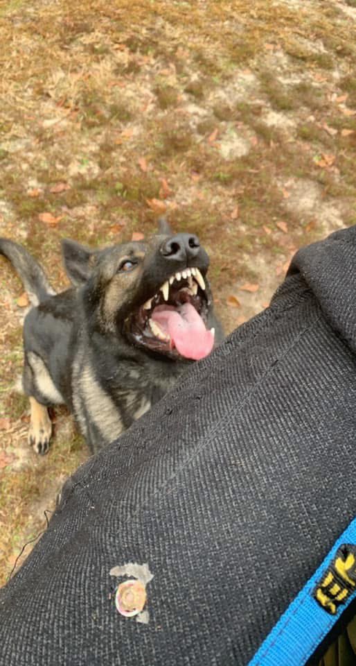 What pretty teeth you have! #smile #happytoseeme #GermanShepherd