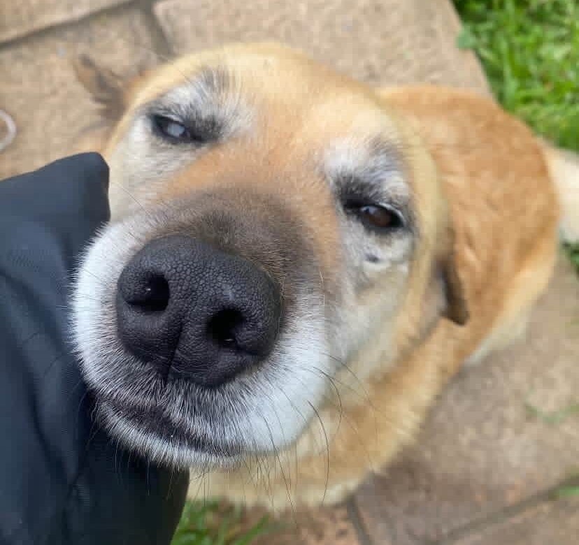 Buscan a Osa, perdida desde Bello horizonte en Tomé. Si alguien la ve, favor comunicarse al +56981511286. Favor RT!
#Tomé