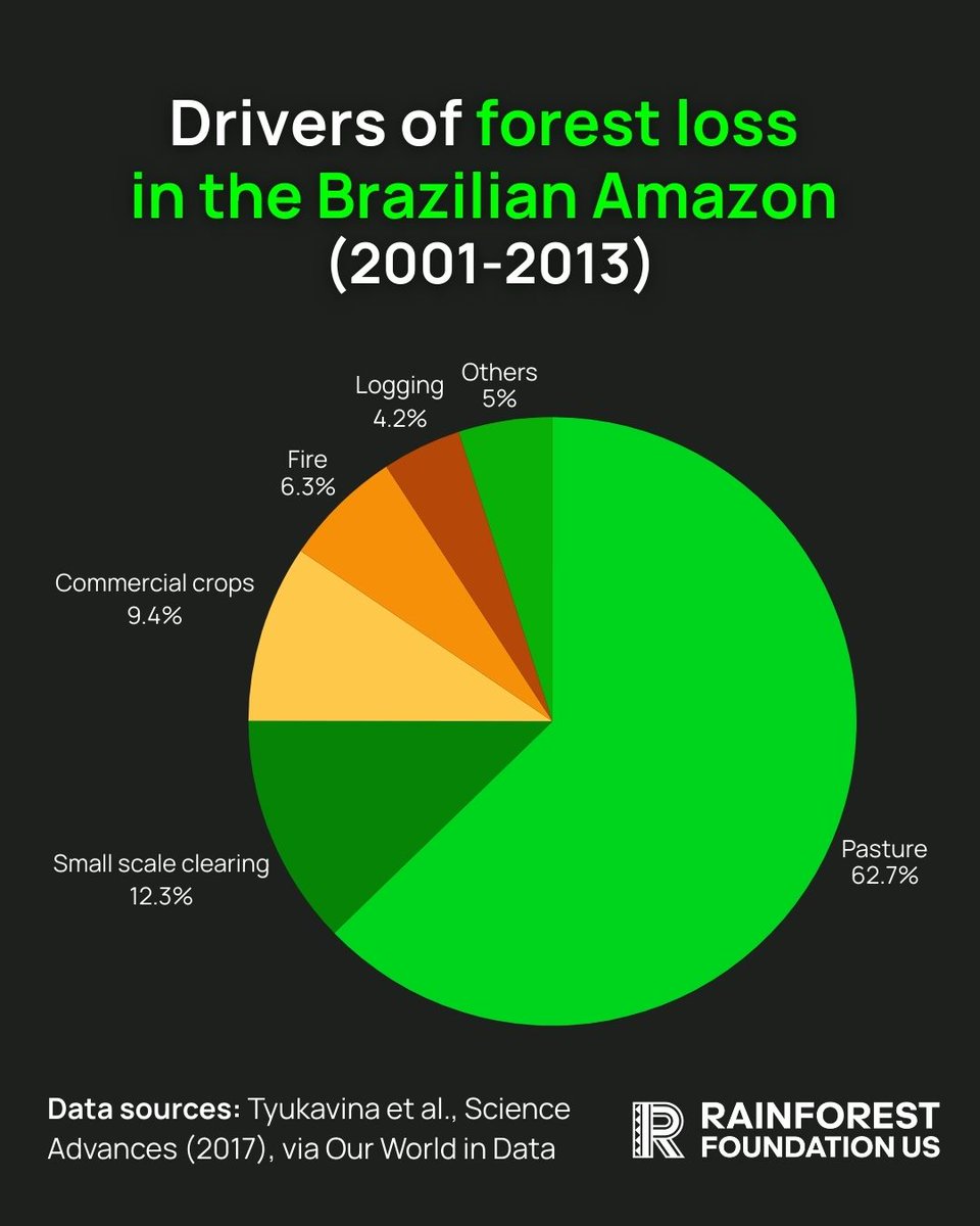 Rainforest Foundation US tweet media