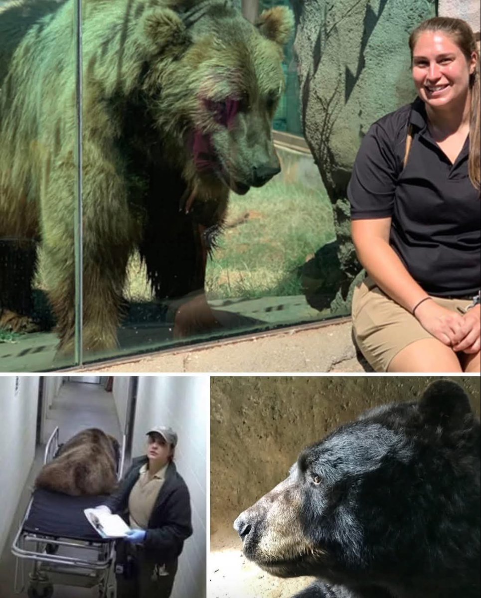 lilianadeteresa's tweet image. Rachel era cuidadora del zoológico y durante años tuvo que ver cómo un viejo oso llamado Milo se apagaba lentamente tras las rejas.

Milo había pasado la mayor parte de su vida en cautiverio. Cuando Rachel lo conoció, su cuerpo, que alguna vez había sido poderoso, se había vuelto…