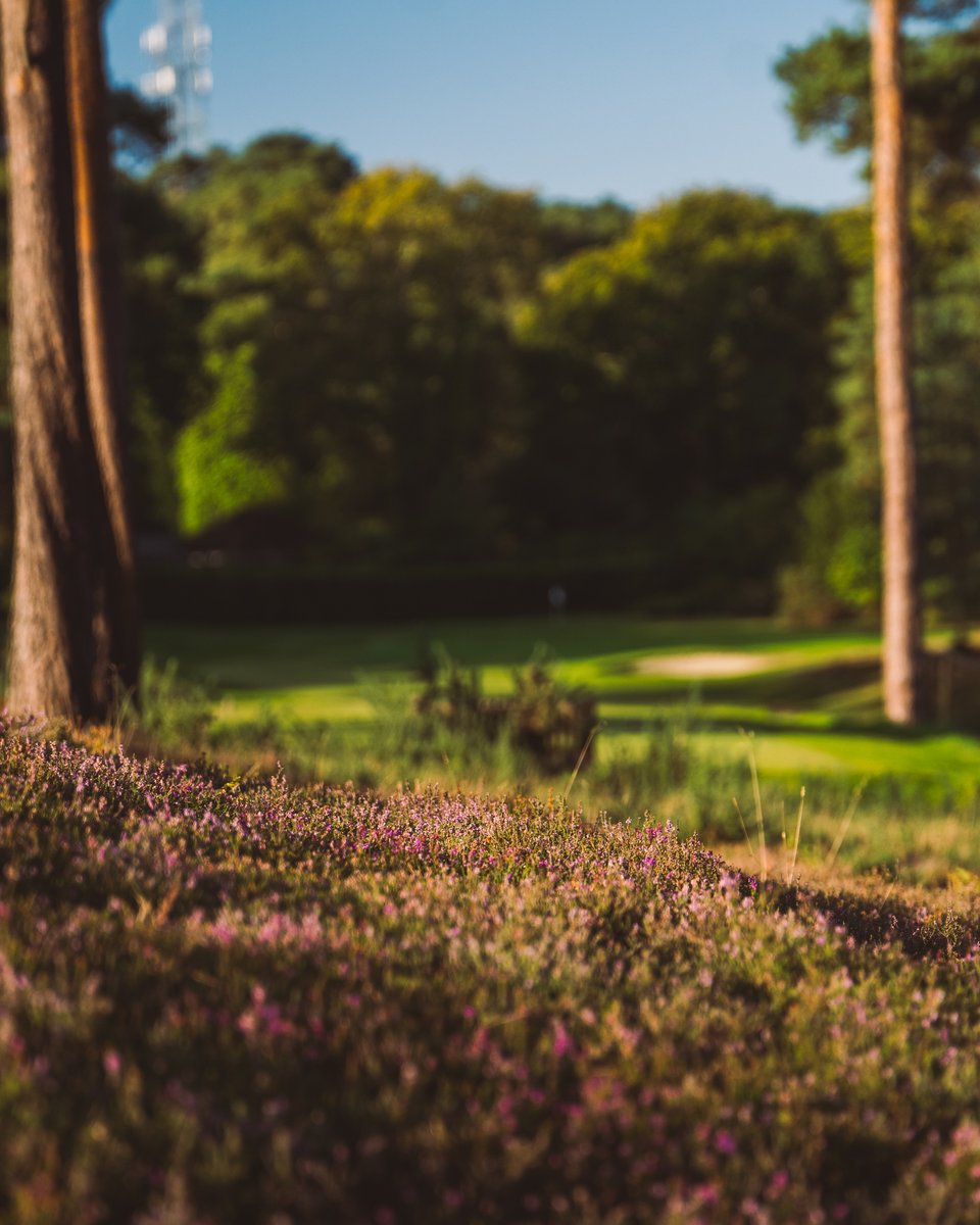 Farnham Golf Club tweet media