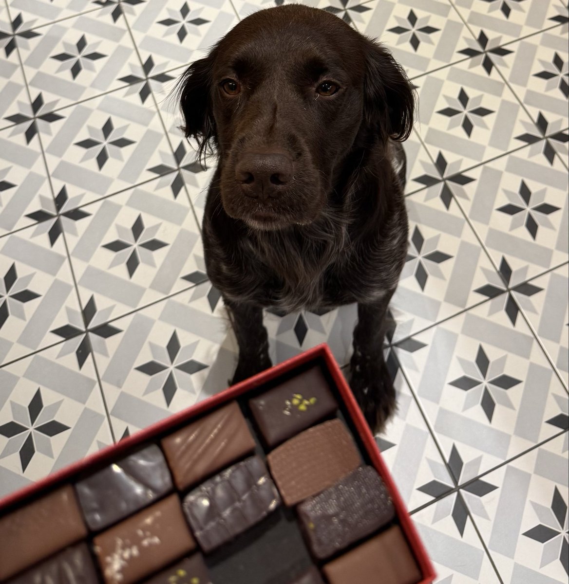LaRobiquette's tweet photo. C’est tellement rassurant de savoir que certaines choses ne changent pas 😋🥰.
Et oui je vais les cacher car #Sybelle l’est pas innocente!
#chocolatDog #chocoaddict #petitmunsterlander #chiendechasse https://t.co/oagl47V5My