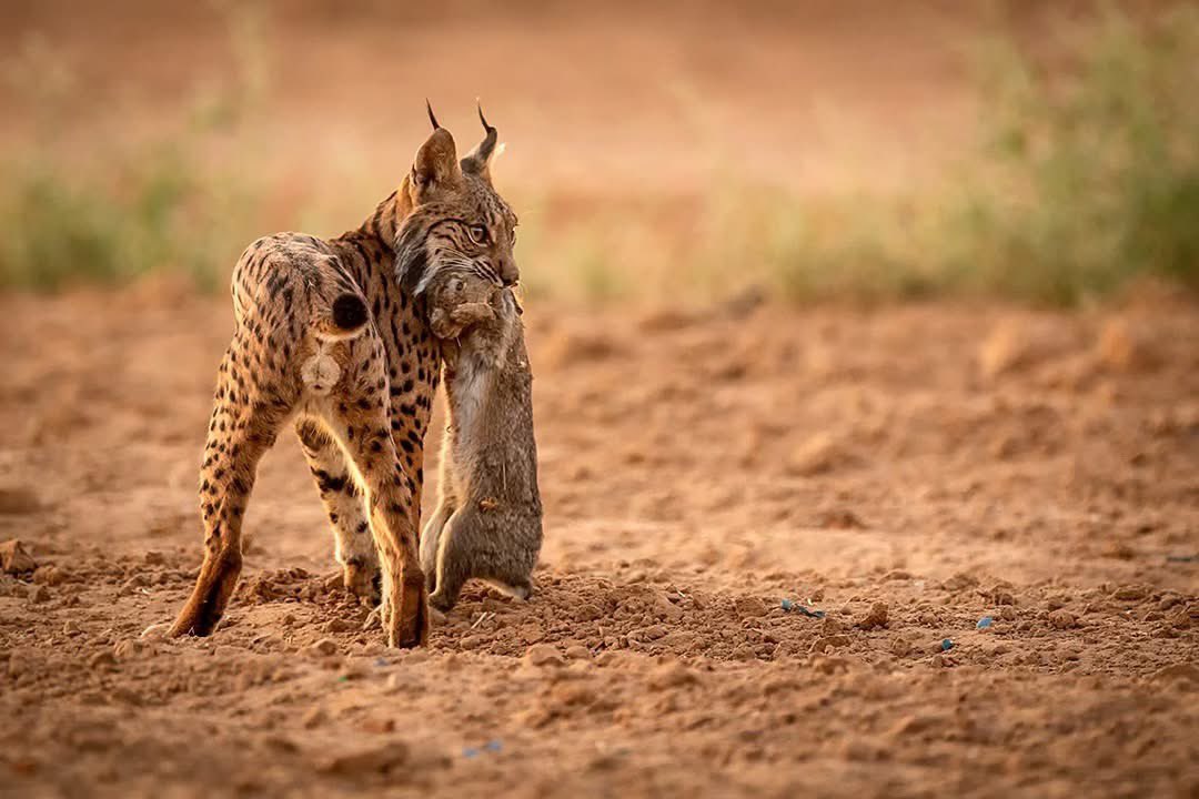 Francisco Romero I WildLife Photographer tweet media