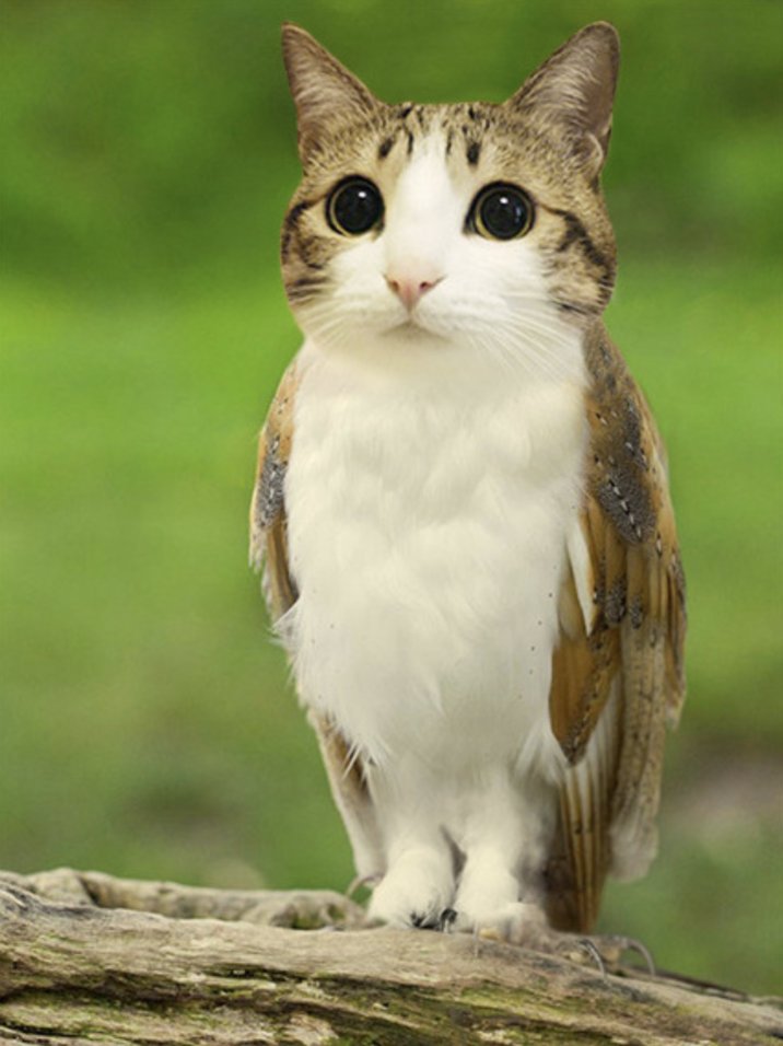 LostMemeArchive's tweet image. no way i found the original meowl image