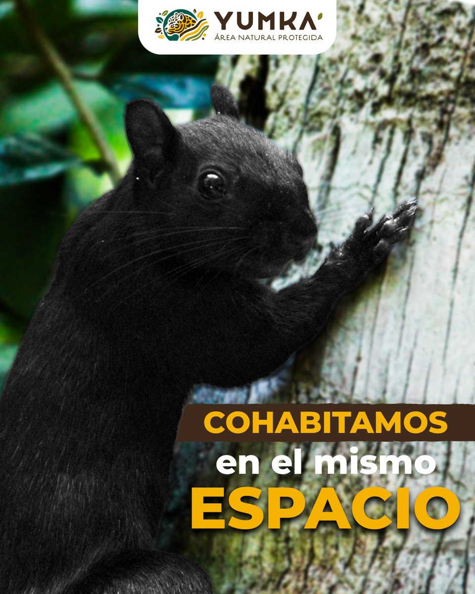 ANP_Yumka's tweet photo. Las ardillas no son mascotas ni plagas. 🐿️🌱

Son vecinas y habitantes legítimas del paisaje urbano.
Visibilizarlas es reconocer que la ciudad también es un ecosistema.

Y que convivir con la vida silvestre empieza por aceptar que este espacio nunca fue solo nuestro. https://t.co/HAeG75oRQw