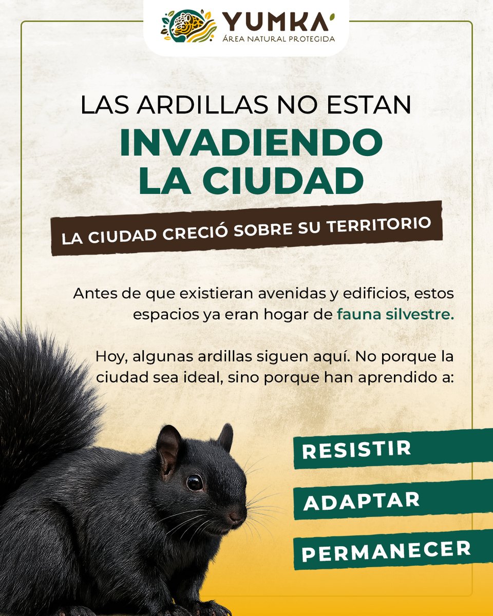 ANP_Yumka's tweet photo. Las ardillas no son mascotas ni plagas. 🐿️🌱

Son vecinas y habitantes legítimas del paisaje urbano.
Visibilizarlas es reconocer que la ciudad también es un ecosistema.

Y que convivir con la vida silvestre empieza por aceptar que este espacio nunca fue solo nuestro. https://t.co/HAeG75oRQw