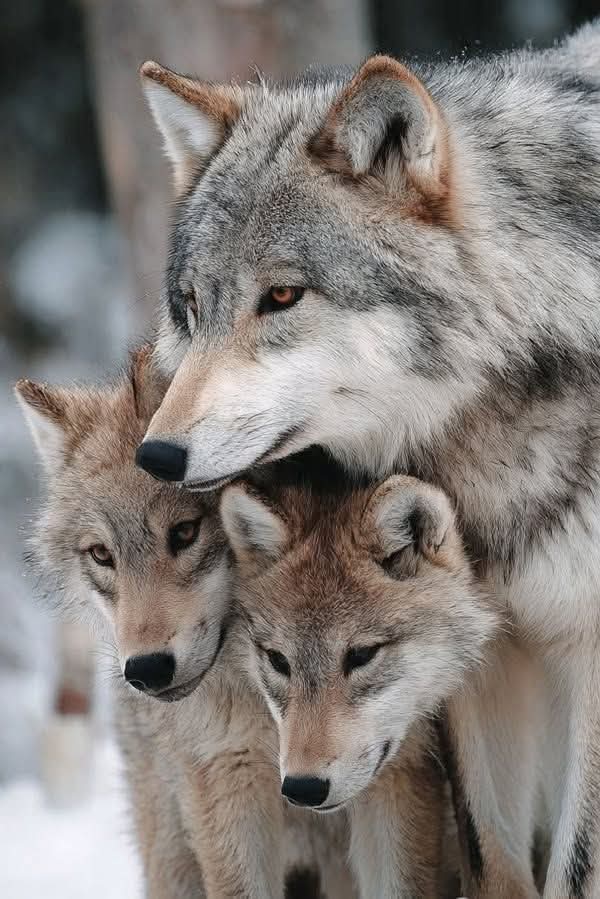 wolf_loverstown's tweet image. Family love 💝