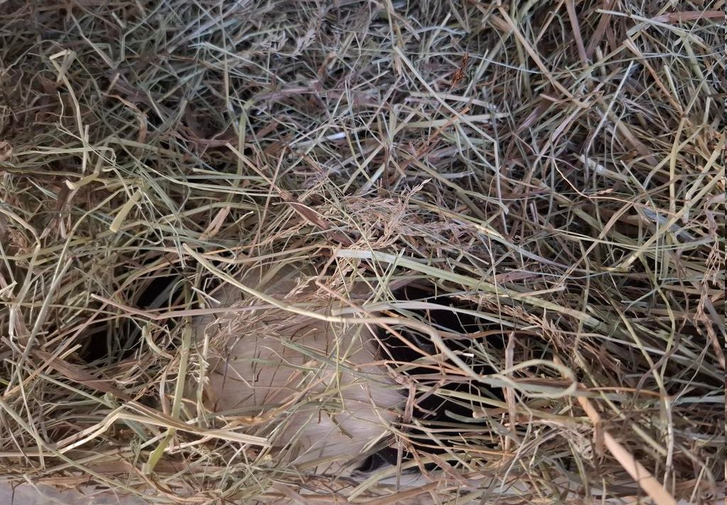 Busuka's tweet image. Вообще я притащила новую морскую свинку в нашу толпу. Но теперь не знаю, где она