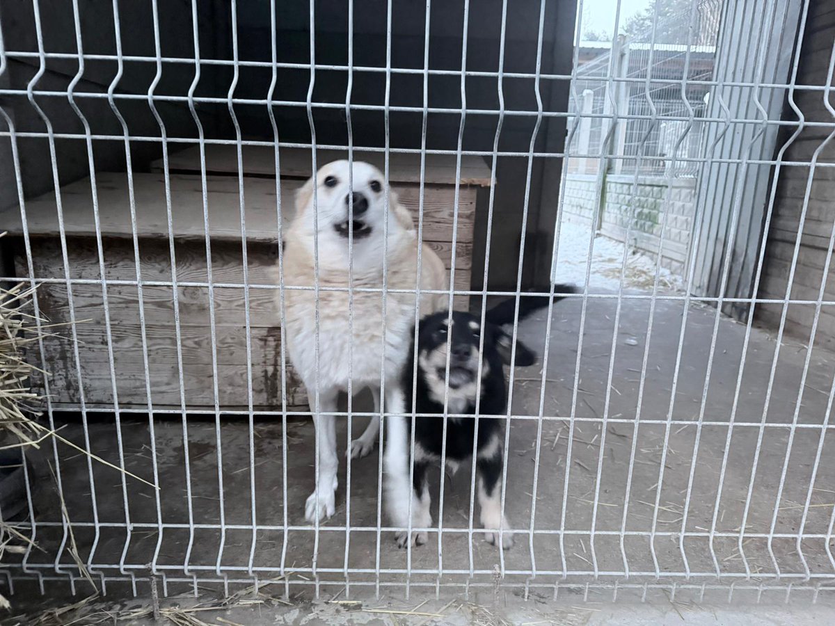 Karolina Gałecka tweet media