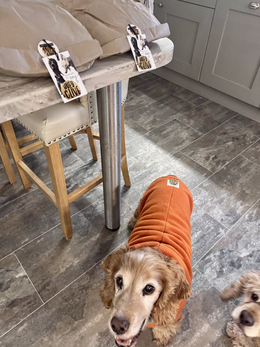 SpanielsSuper's tweet image. Ooooooooh look?

A surprise delivery for us from @HueyandClive 

Come on mum ….  #OpenThem #HurryUp
We’re so excited 😆