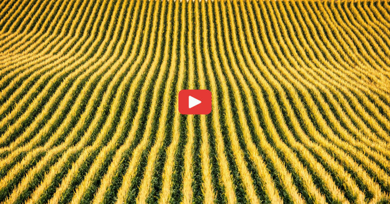 FarmsNews's tweet photo. Investigating a big issue...

Root worm has long been a nemesis of the corn farmer.

Watch this video for a deep dive into the issue and solutions 👇

#RootWorm