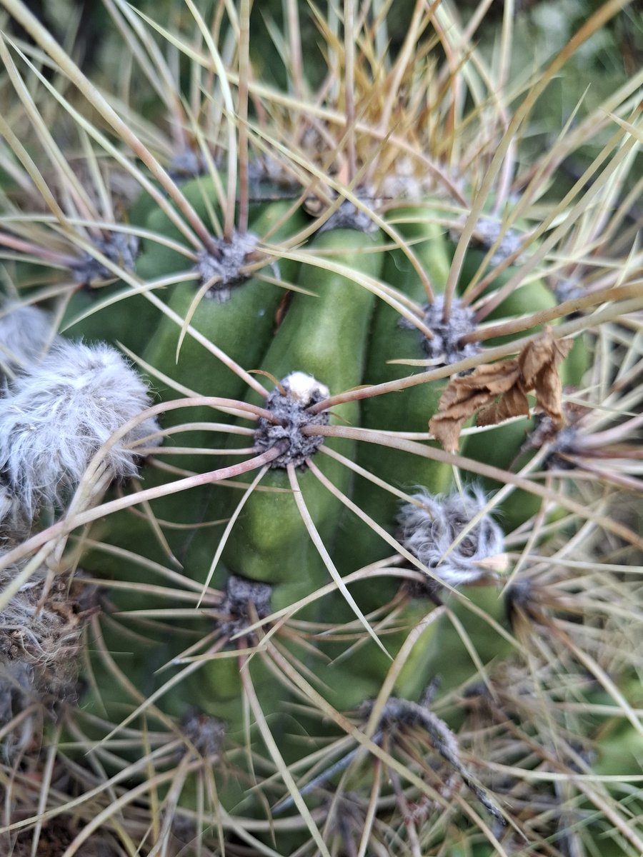 T_Agu1lar's tweet photo. #taxojueves de #cactaceae
Ahora un Cardón de la especie Trichocereus candicans, también llamado Pasacana. Un endemismo nacional, este fotografiado en Mendoza (Localidad el Salto) https://t.co/PTz3xKoFfX