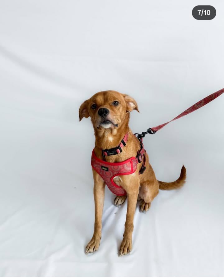 Él es Giorgio 🐾
Tiene 5 años y un corazón enorme.
Es sociable con otros perritos y con niños, solo necesita una oportunidad para demostrar lo noble que es.
¿Le ayudas a encontrar su familia? 🏡✨

Estamos en CDMX.