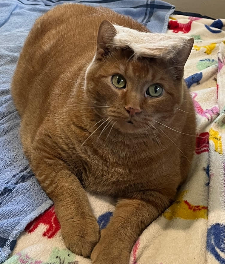 orangekittyrad's tweet photo. My sweet orange kitty, Rambo,the original OrangeKittyRad did not come home from the vet. We didn't want him to suffer and had to put him down. He was suffering ketoacidosis DKA. It came on quick and his body was shutting down. 
Thank you everyone for all of your prayers and support. I will miss my kitty and am completely heartbroken right now.