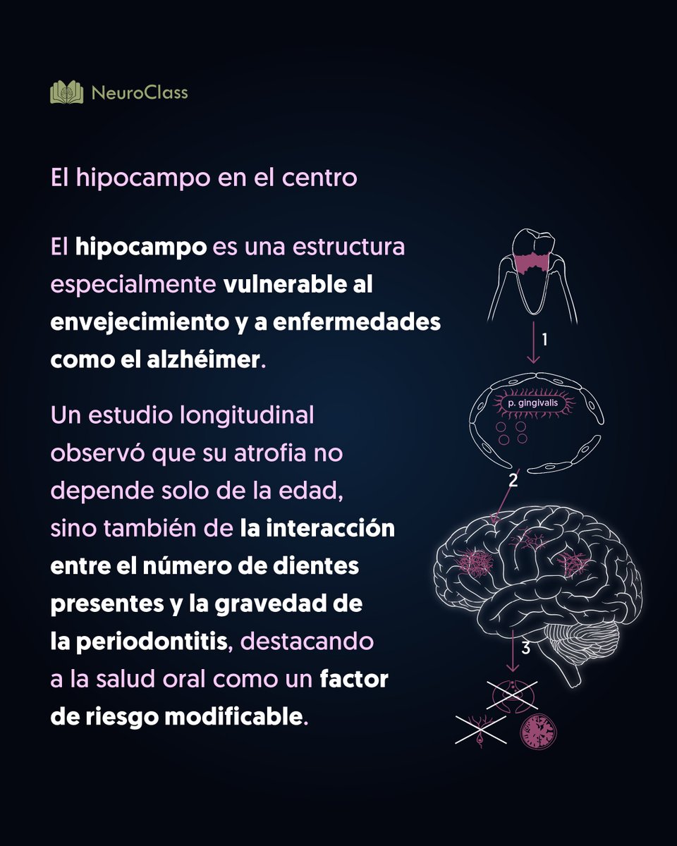 neuroclass1's tweet photo. La vulnerabilidad del hipocampo frente a la salud oral🧐 https://t.co/OzQK8MQTrg