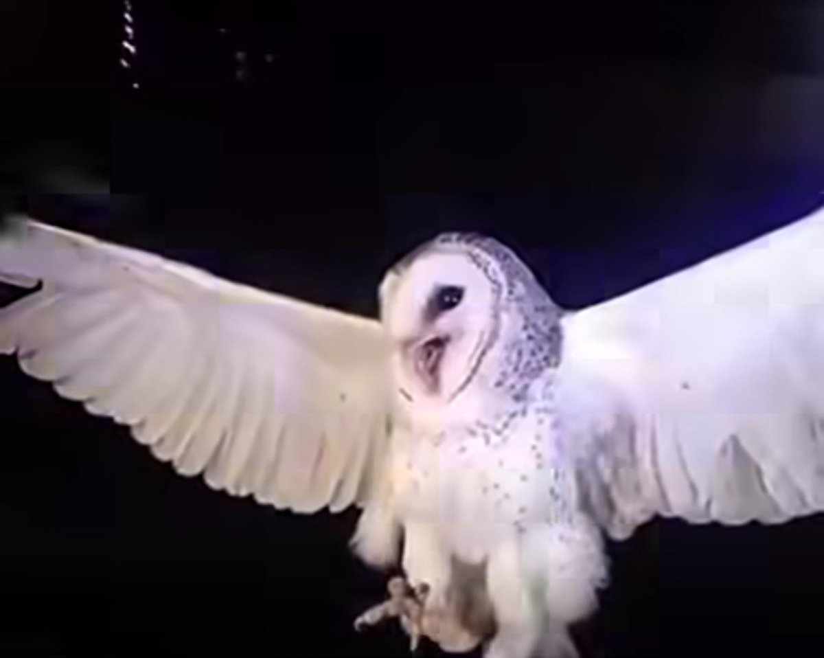 jellypastaa's tweet image. adek ini dibunuh dua kali. dianya dibunuh, dibunuh juga namanya.

agaknya sama dengan salah satu kejadian ya bang @pandji 🙂‍↔️