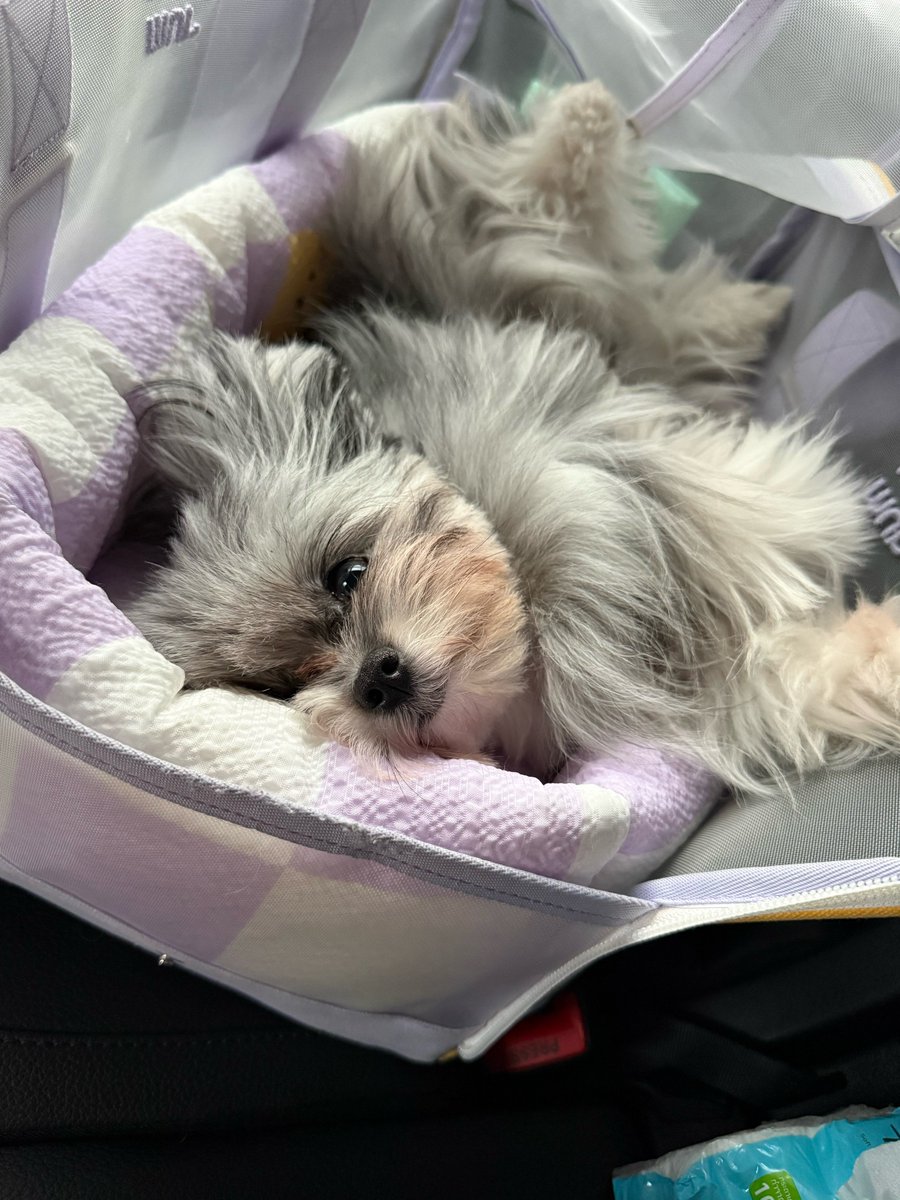 PPTT_1001's tweet image. น้องเตนล์ส่งรูปน้องโตรรี่แล้วบอกว่าได้เจอ Princess Ttori ที่ไทย เตนล์น่ารักมาก เรียกโตรรี่เจ้าหญิงตลอดเลย แล้วคือสีม่วงทุกอย่างแล้วตอนนี้ 💜