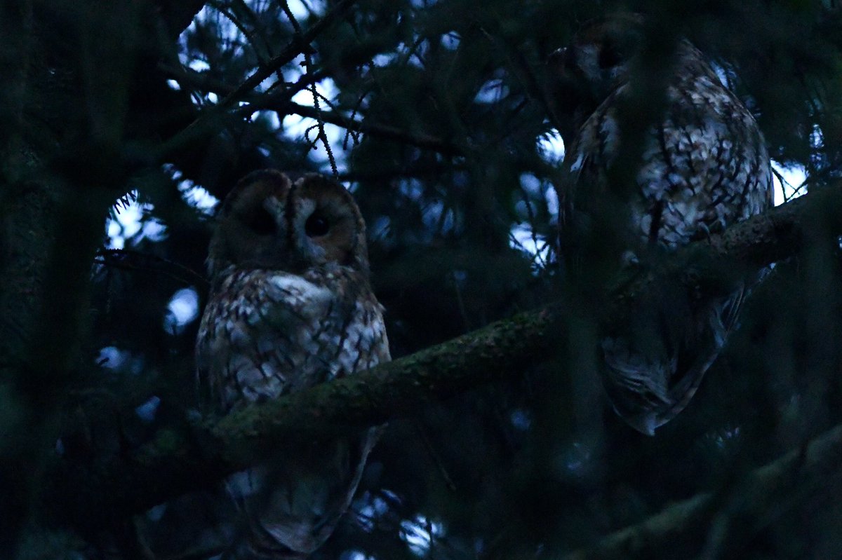 Phil Burnside tweet media