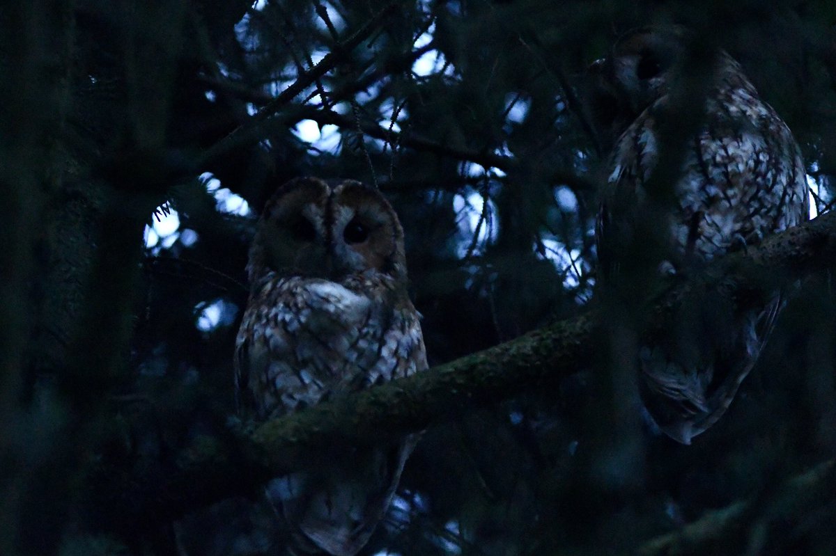 Phil Burnside tweet media