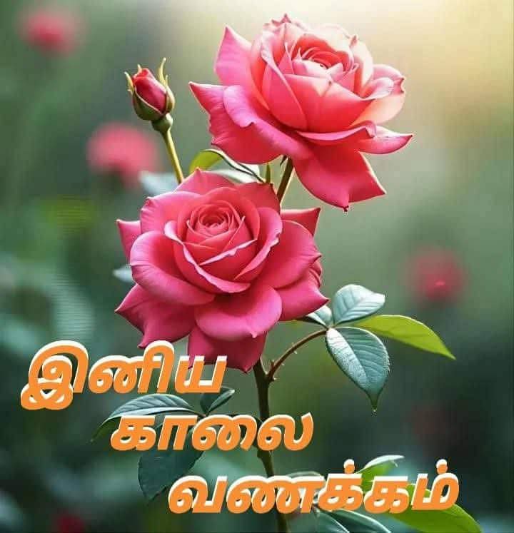 செளந்தா மனுவல் sountha tweet media