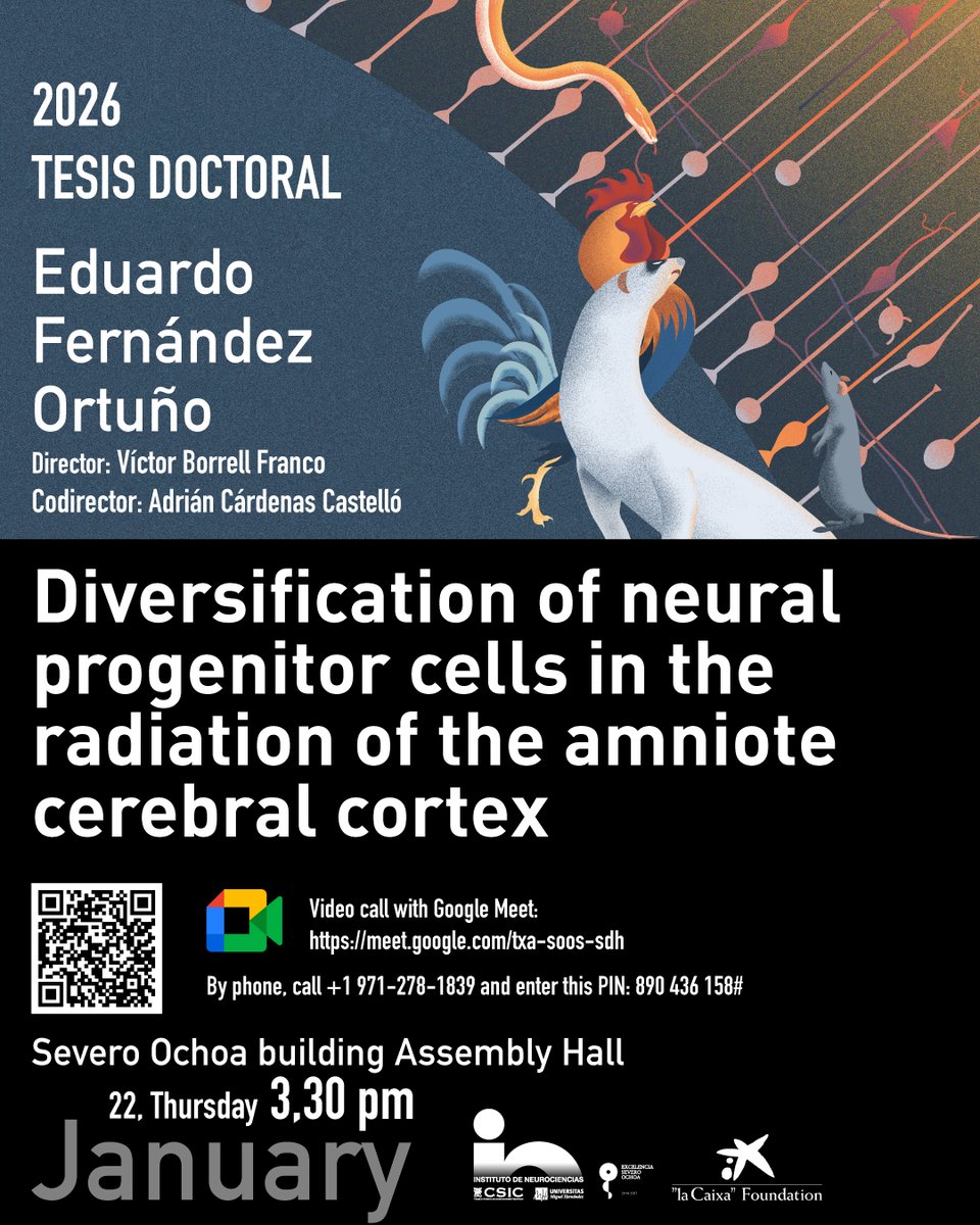 Instituto de Neurociencias UMH-CSIC tweet media