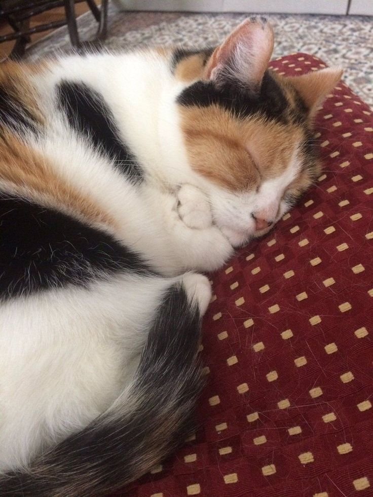 TheCatsX's tweet image. she's giving herself a hug 🥹