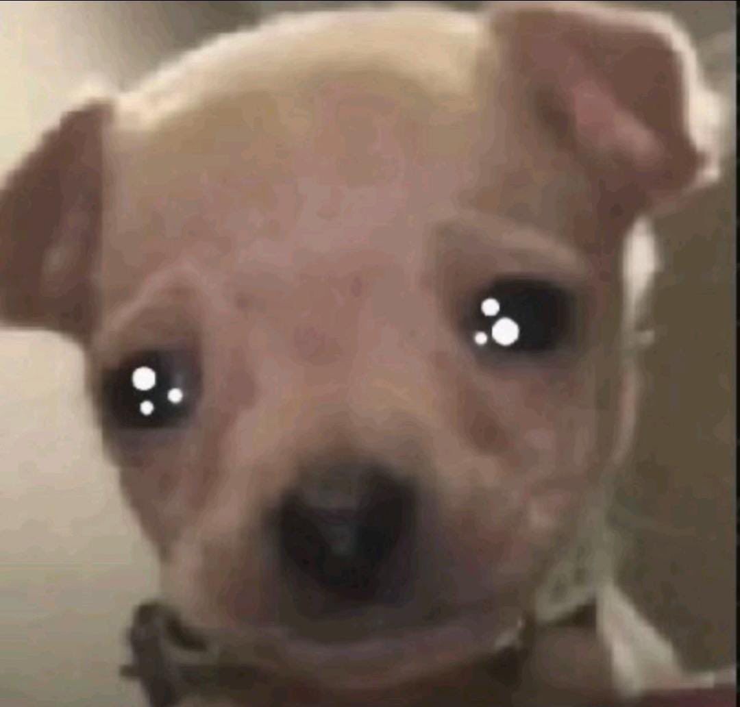 LeepFt 🐶🌻 tweet media