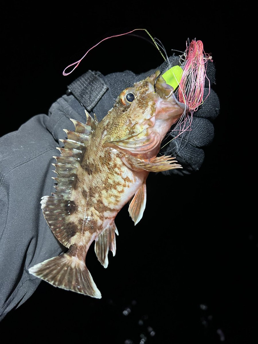 エグゼキューターしんさん (@ZC33sswiftsport) / Posts / X