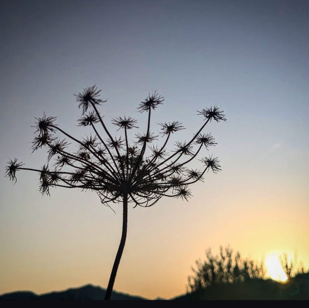 Teresa Mateu tweet media