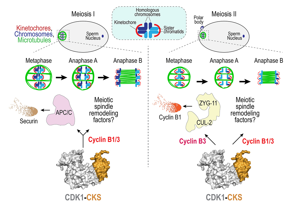Journal of Cell Biology tweet media