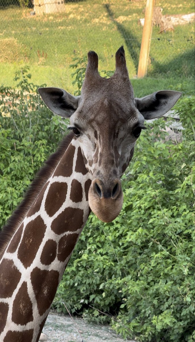Utah's Hogle Zoo tweet media