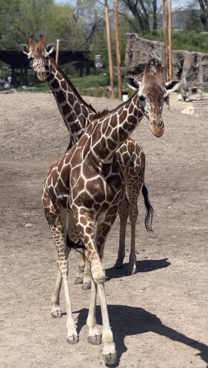 Utah's Hogle Zoo tweet media