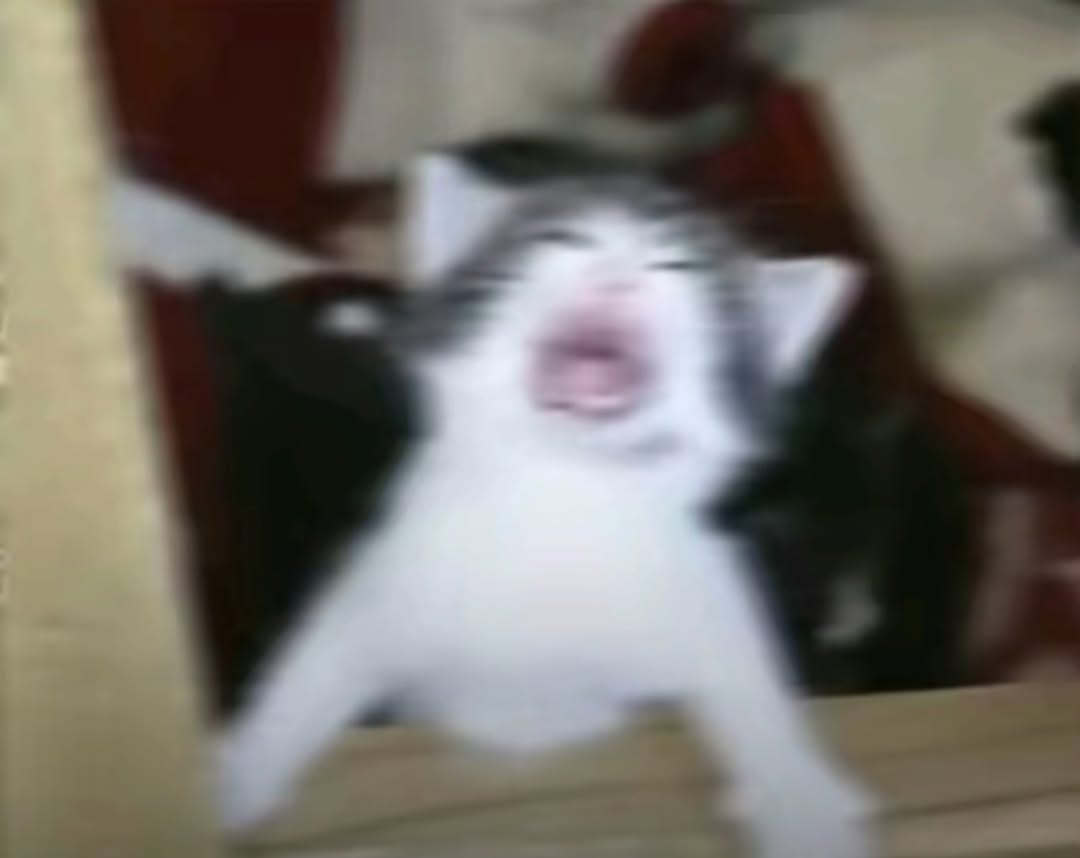Catsillyness's tweet image. "How's your day go-"

"aaaaaaaaaaaaaaaaaaaaaaaaa"