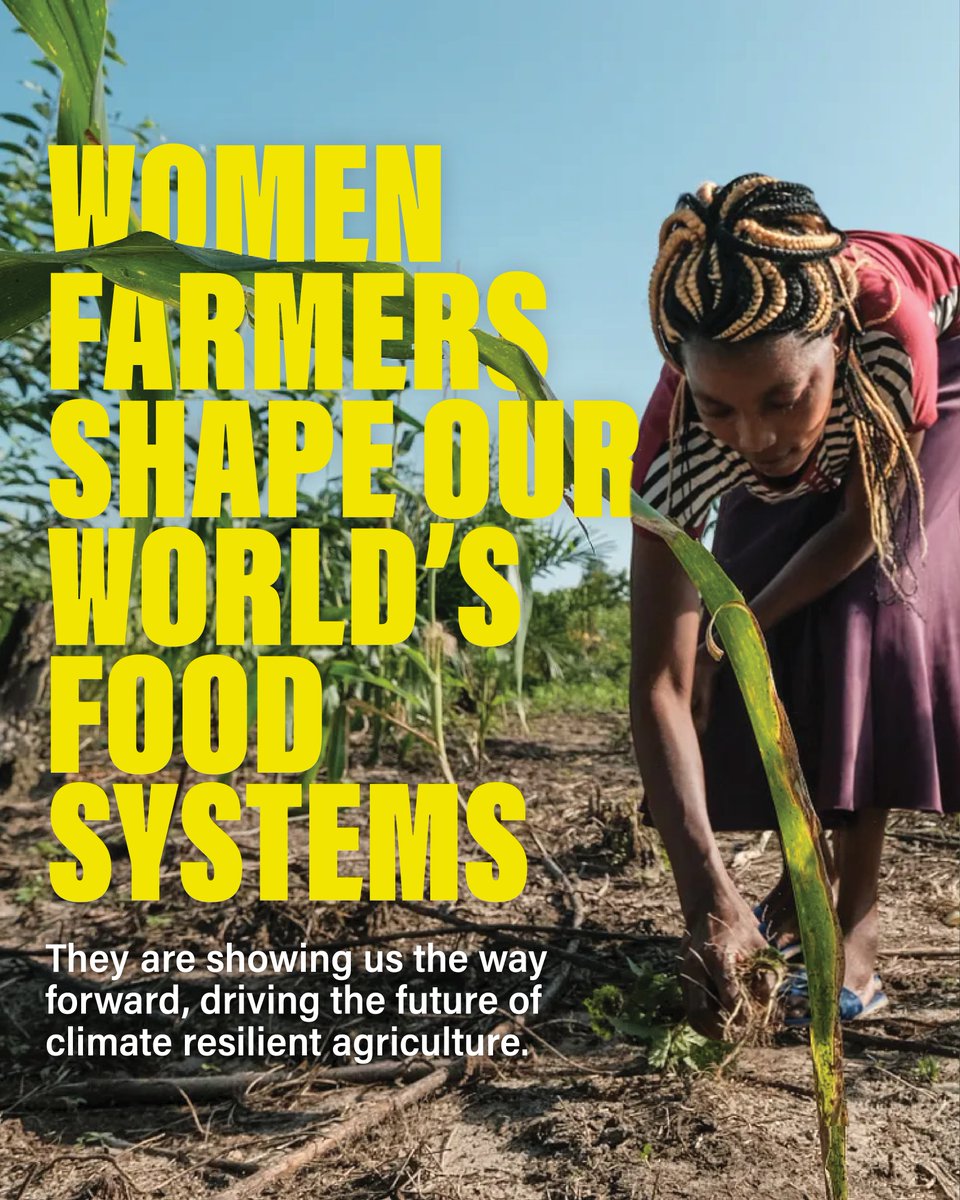 Project Dandelion tweet media