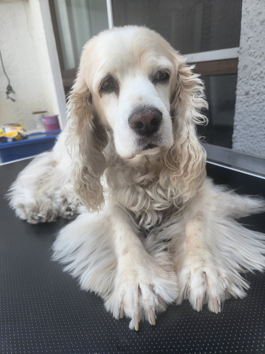 Señor <a href="/RicardoBSalinas/">Don Ricardo Salinas Pliego</a> sé de su buen corazón, por eso me atrevo a proponerle que sea usted, y no la falsa autoridad del gobierno de la CDMX, que secuestra franciscanitos, quien construya un refugio para perros y gatos y que anualmente realice un evento, tipo "juguetón" para